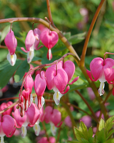 X 25 DICENTRA SPECTABILIS 2/3