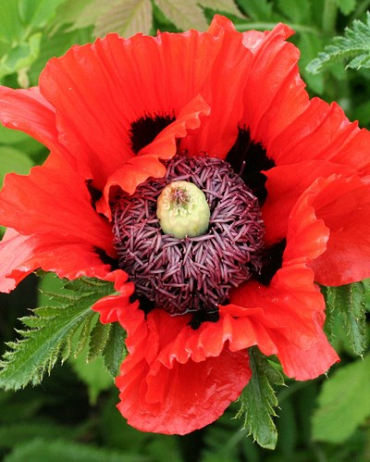 X 25 PAPAVER TURKENLOUIS I