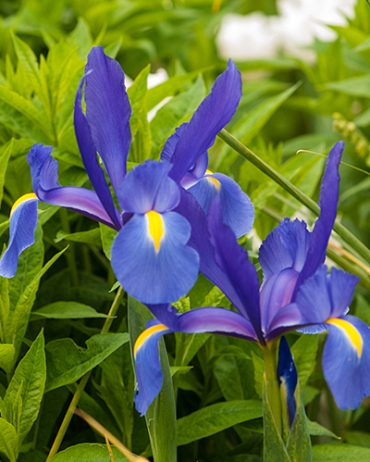 X 100 IRIS HOLLANDICA BLUE MAGIC 8/9