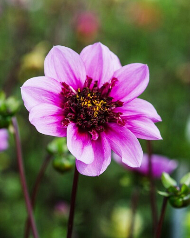 X 10 DAHLIA BLUE BAYOU I