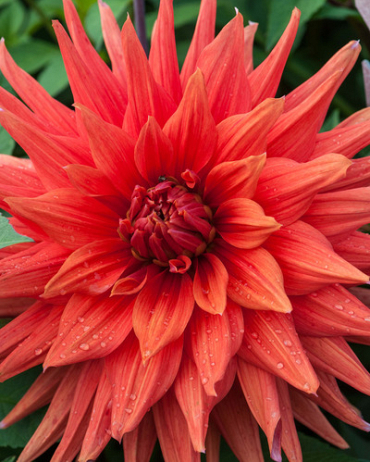 X 10 DAHLIA COLOR SPECTACLE I