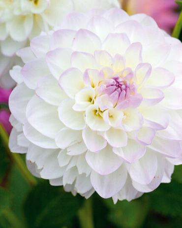 X 10 DAHLIA EVELINE I