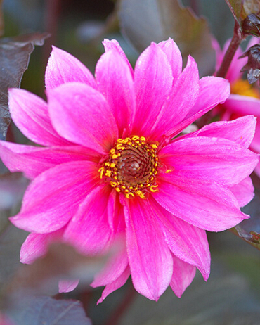 X 10 DAHLIA FASCINATION I