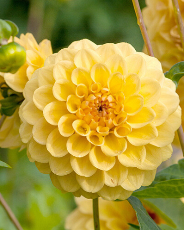 X 10 DAHLIA GOLDEN SCEPTER I