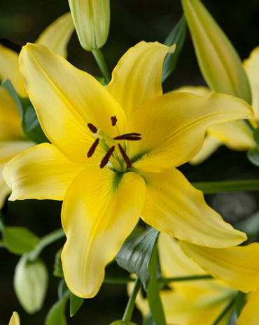 X 50 LILIUM YELLOW POWER 14/16