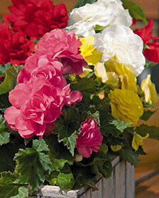 X 25 BEGONIA GRANDIFLORA MIX 5/6