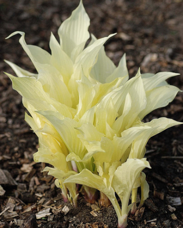 X 25 HOSTA WHITE FEATHER I