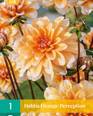 X 1 DAHLIA ORANGE PERCEPTION I