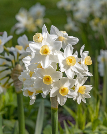 X 100 NARCISSUS AVALANCHE 13/15