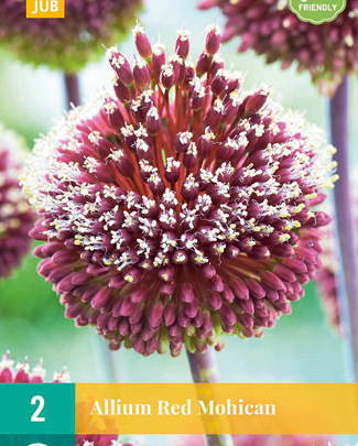 X   2 ALLIUM RED MOHICAN 10/+