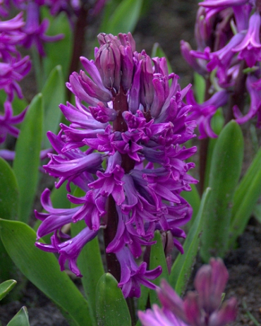 X   50 HYACINTHUS PURPLE SENSATION 15/16