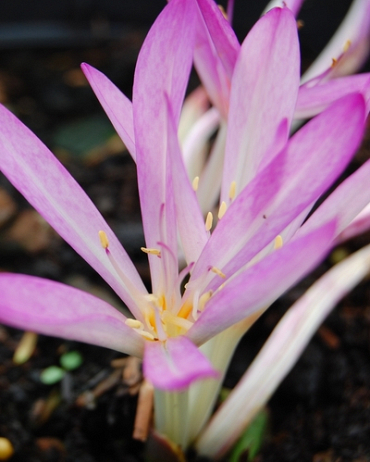 X   10 COLCHICUM CILICICUM 20/+