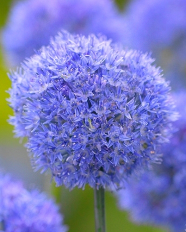 X 100 ALLIUM CAERULEUM (AZUREUM) 5/+
