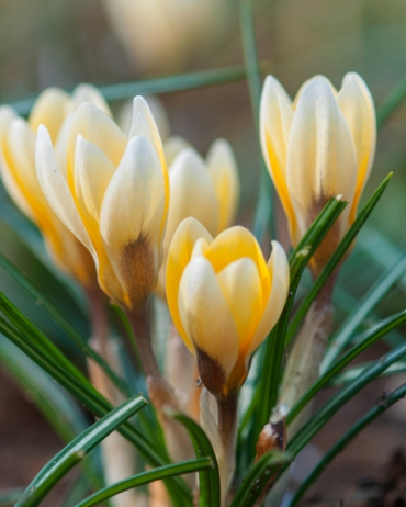 X 250 CROCUS SPECIE ROMANCE 5/+