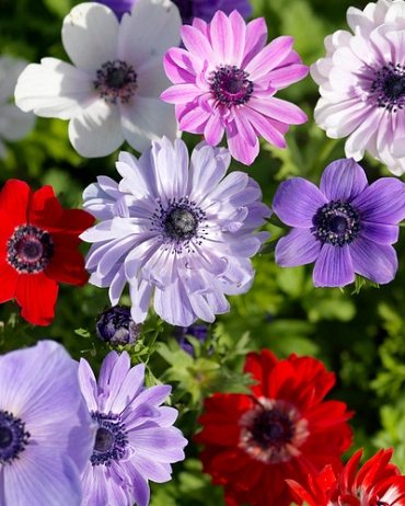 X 100 ANEMONE CORONARIA ST. BRIGID GEMENGD 5/6