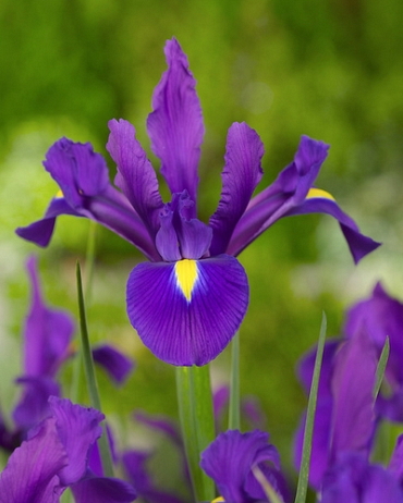 X 100 IRIS HOLLANDICA PURPLE SENSATION 7/8