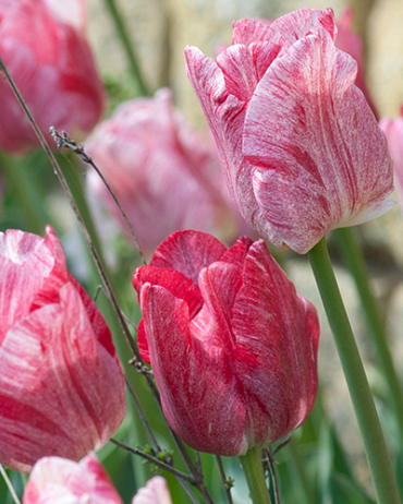 X 100 TULIPA HEMISPHERE 12/+