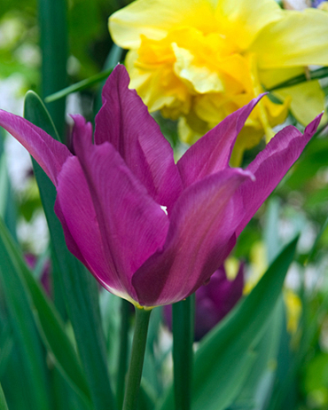 X 100 TULIPA PURPLE DREAM 12/+