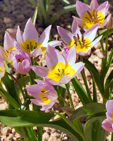 X 100 TULIPA SAXATILIS 6/7