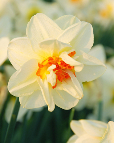 X 100 NARCISSUS FLOWER DRIFT 14/16