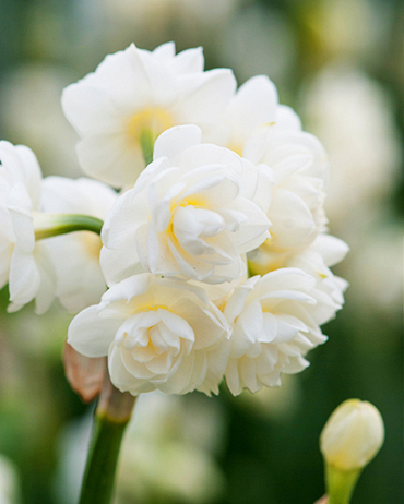 X 100 NARCISSUS CHEERFULNESS 12/14