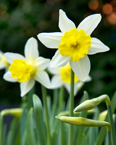 X 100 NARCISSUS TOPOLINO 10/12