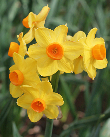 X   50 NARCISSUS GRAND SOLEIL DOR 15/17