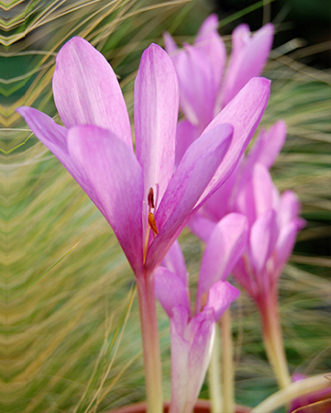 X   10 COLCHICUM GIANT 20/22