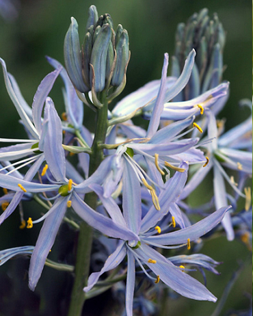 X 100 CAMASSIA CUSICKII 14/+