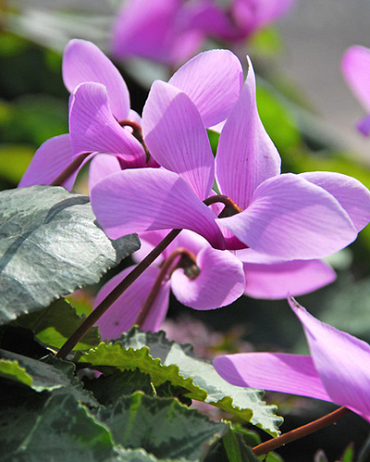 X   25 CYCLAMEN CILICIUM 13/15