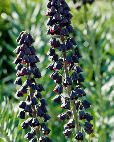 X   25 FRITILLARIA PERSICA 20/24