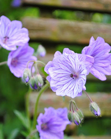 X 100 GERANIUM TUBEROSUM 5/+