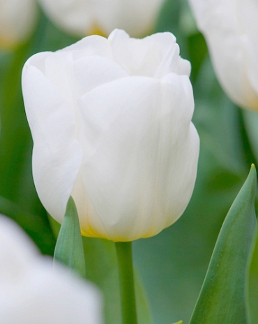 X 100 TULIPA CALGARY 12/+