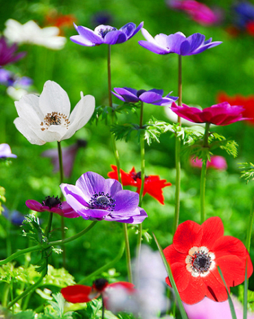 X 100 ANEMONE CORONARIA DE CAEN MIX 5/6