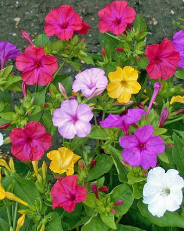 X 25 MIRABILIS JALAPA II