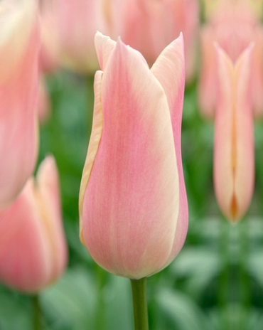 X 100 TULIPA SANNE 12/+