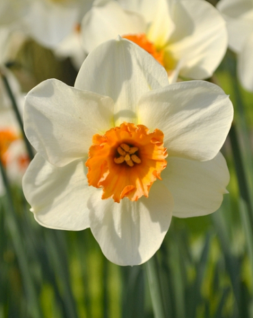 X 100 NARCISSUS BARRETT BROWNING 12/14