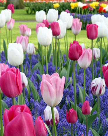 X 100 DANCING TULIPS I