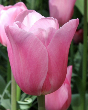 X 100 TULIPA MISTRESS 11/12