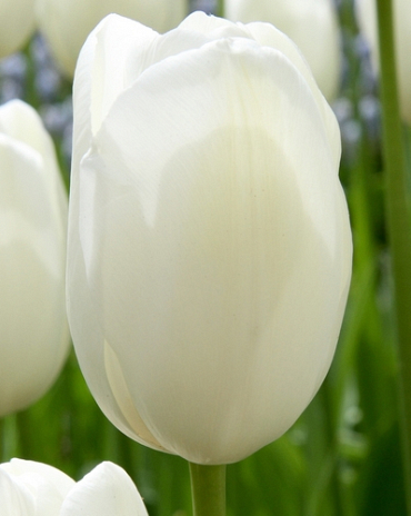 X 100 TULIPA MAUREEN 12/+