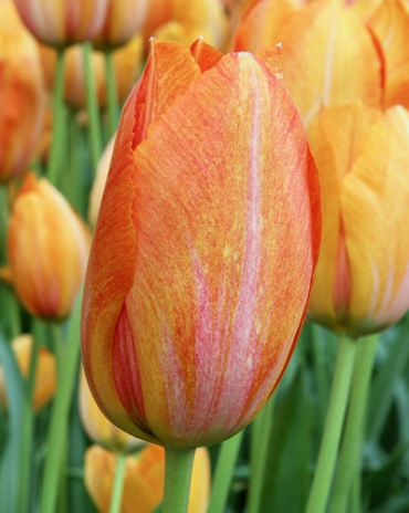 X 100 TULIPA RHAPSODY OF SMILES 11/12