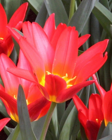 X 100 TULIPA SCARLET BABY 12/+