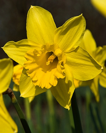 X 100 NARCISSUS STANDARD VALUE 12/14