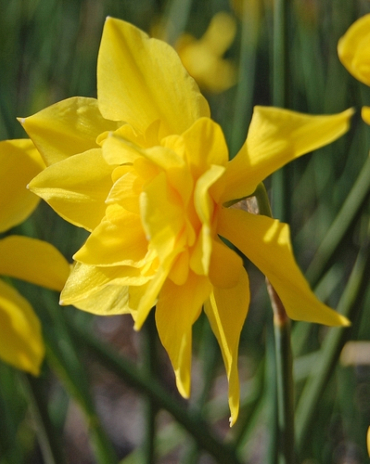 X 100 NARCISSUS ODORUS PLENUS 10/12