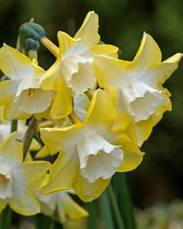 X 100 NARCISSUS PIPIT 10/12