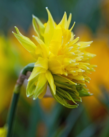 X 100 NARCISSUS RIP VAN WINKLE 10/12