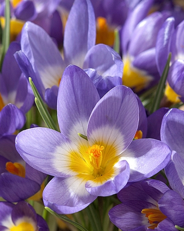 X 100 CROCUS SPECIE SIEBERI TRICOLOR 6/+