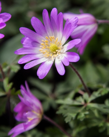 X 100 ANEMONE SPECIES BLANDA CHARMER 5/+