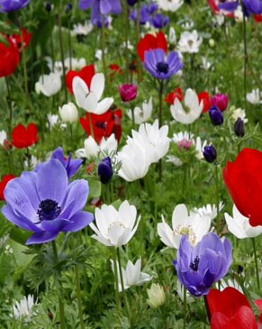 X 100 ANEMONE CORONARIA DE CAEN GEMENGD 5/6