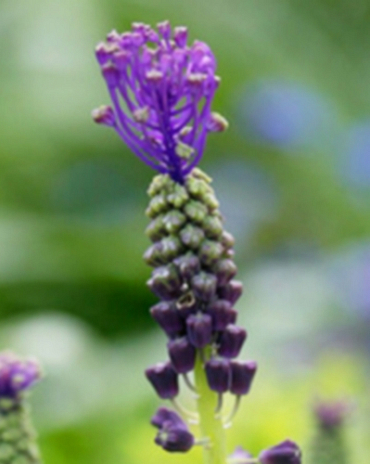 X 100 MUSCARI COMOSUM 6/+